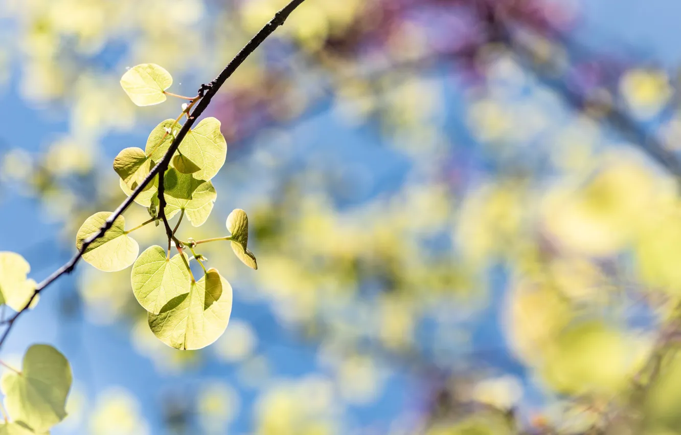 Photo wallpaper leaves, branch, spring