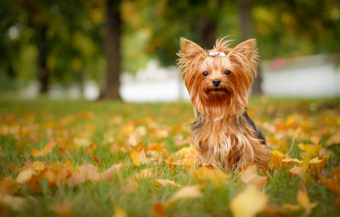 Photo wallpaper autumn, leaves, dog, York, Yorkshire Terrier