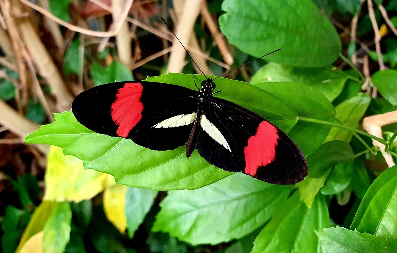 Photo wallpaper leaves, macro, butterfly, wings, beautiful, closeup