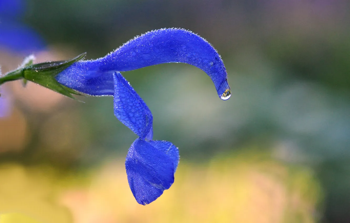 Photo wallpaper water, drops, flowers, Rosa, petals