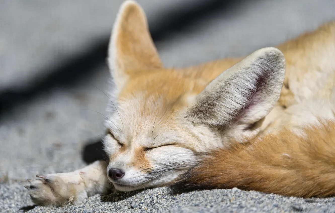 Photo wallpaper sleep, Fox, sleeping, Fox, Fenech