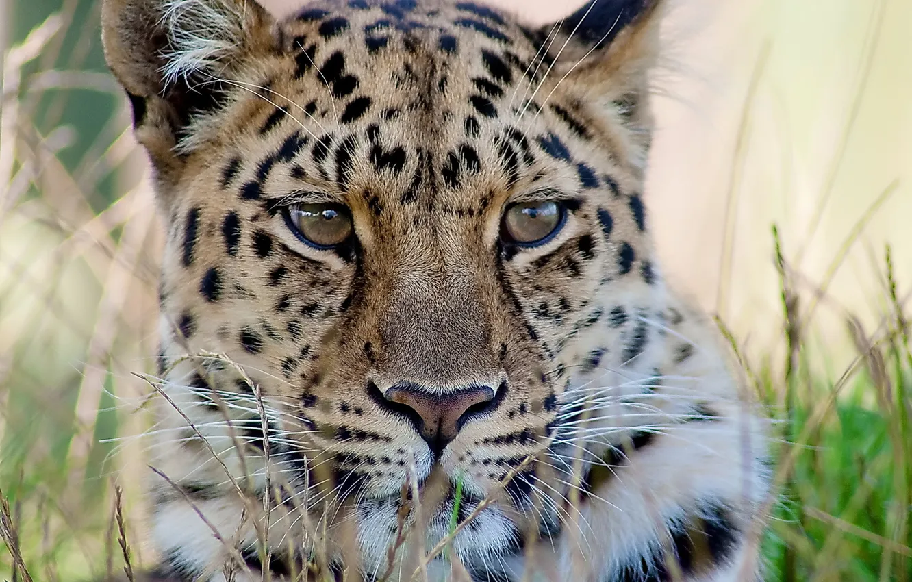 Photo wallpaper mustache, look, face, leopard, Wallpaper 4x3