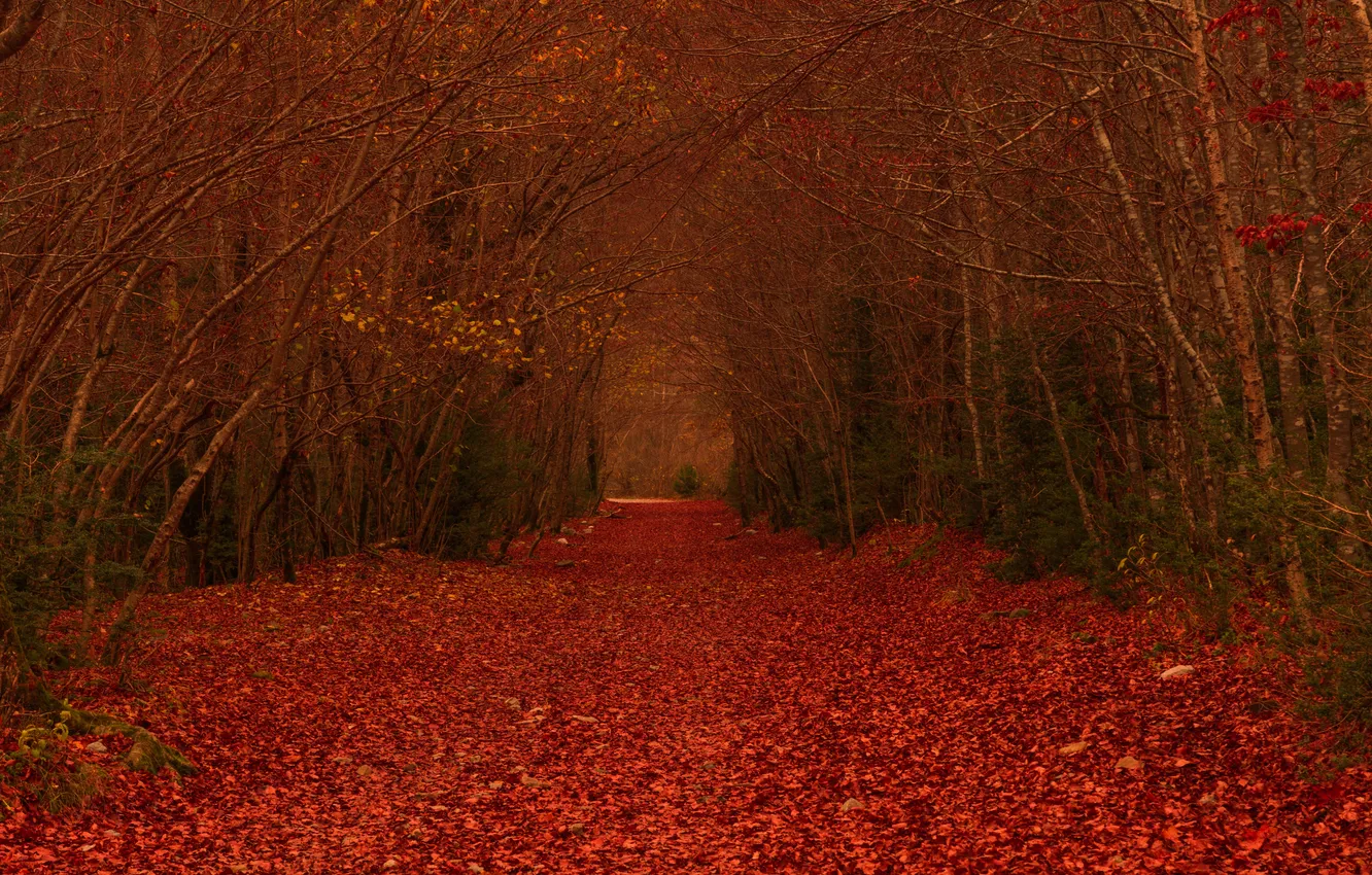 Photo wallpaper autumn, forest, leaves, trees, branch, track
