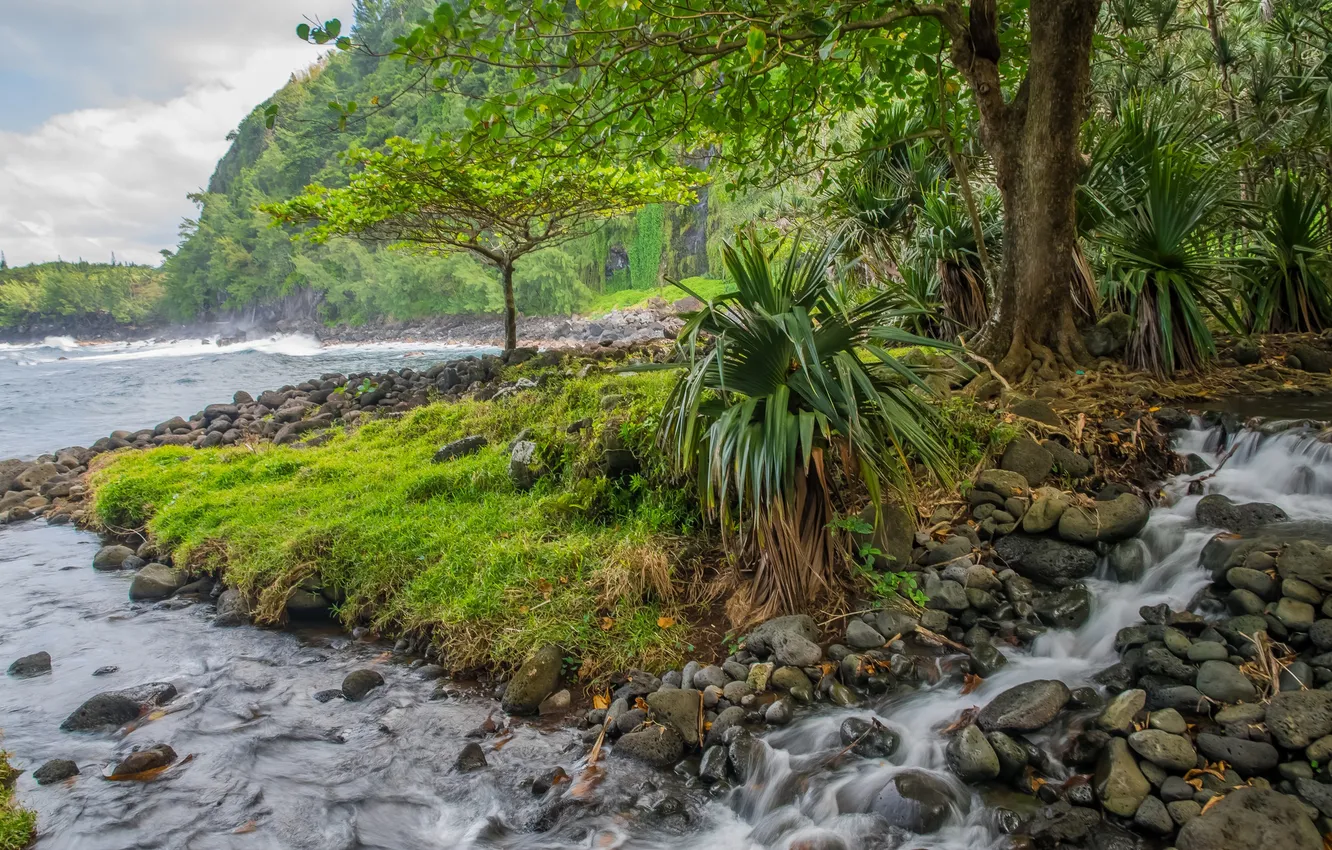 Photo wallpaper trees, mountains, river, stream, stones, stream