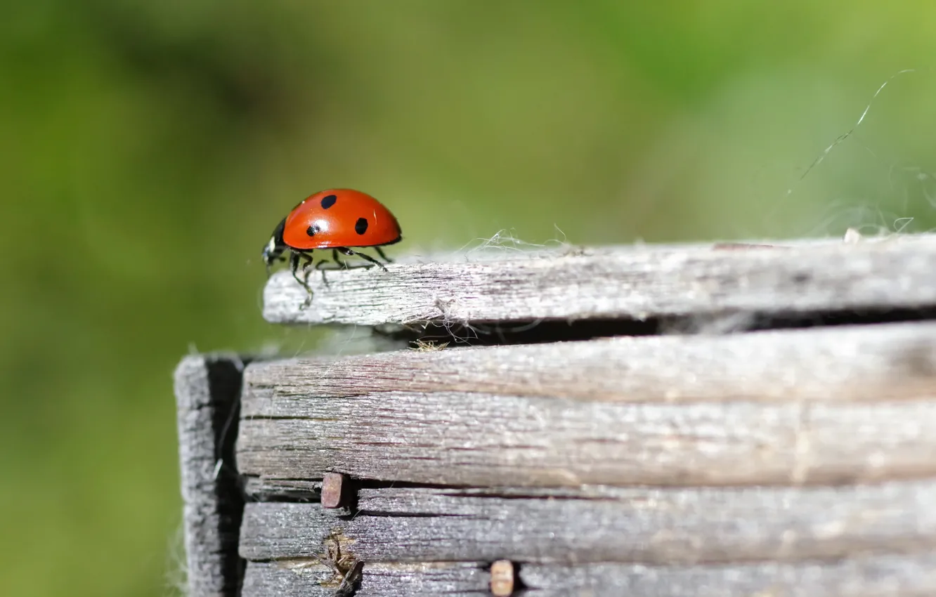 Photo wallpaper nature, background, God's Korovka