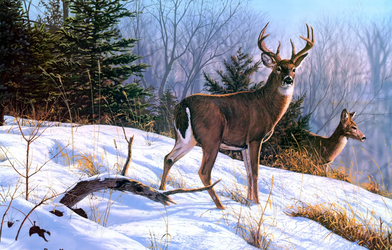 Photo wallpaper winter, animals, snow, spruce, painting, deer, On the Ridge, Bruce Miller