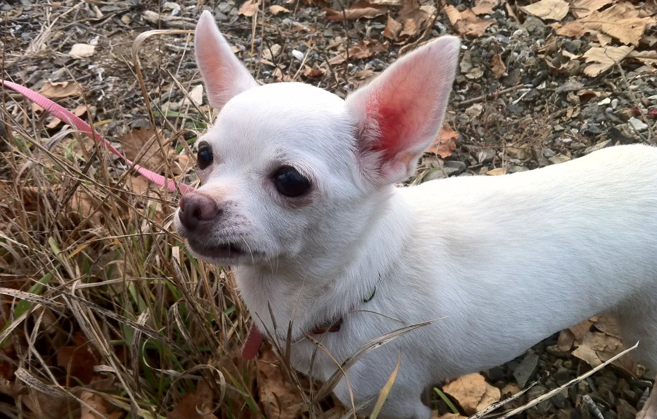 Photo wallpaper animal, dog, Chihuahua