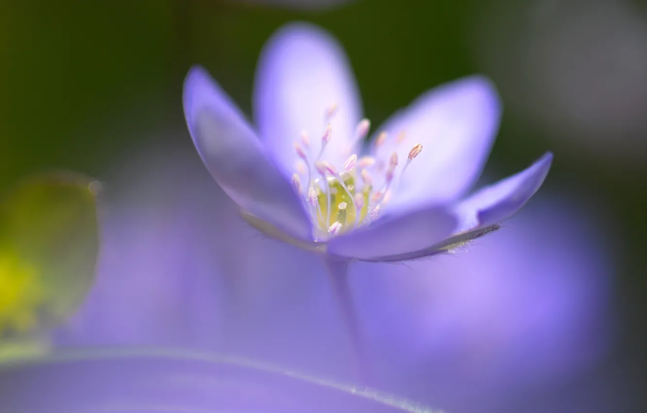 Photo wallpaper flowers, blue, one, focus, middle, razmytost