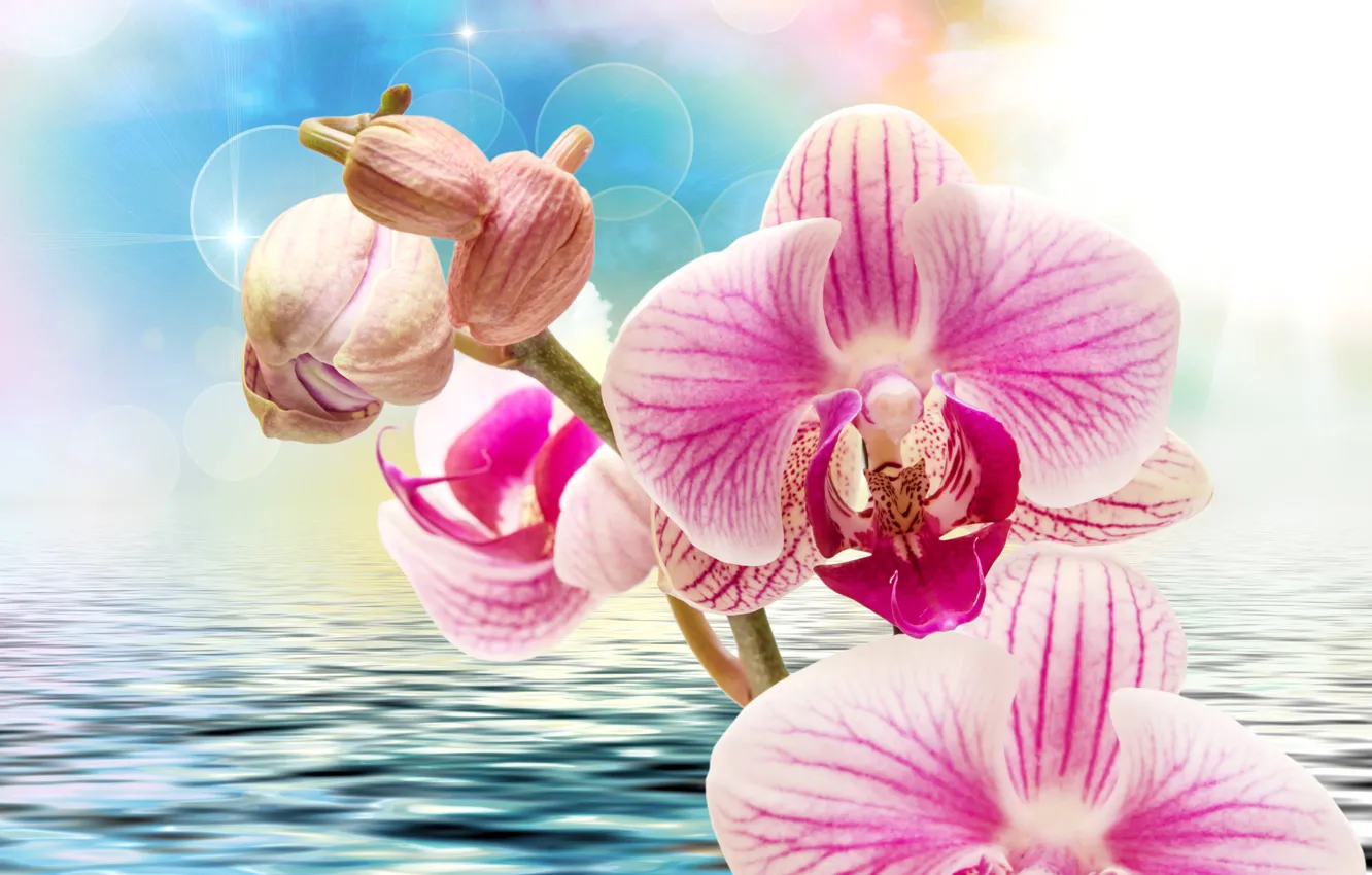 Photo wallpaper water, flowers, glare, background, ruffle, pink, orchids, bokeh