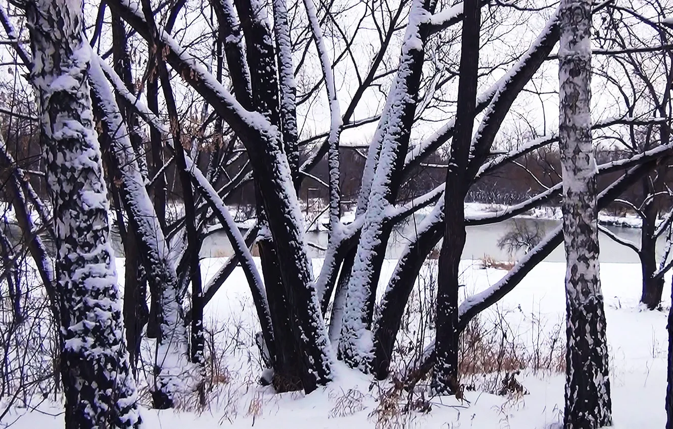 Photo wallpaper winter, trees, background, Wallpaper, trunk