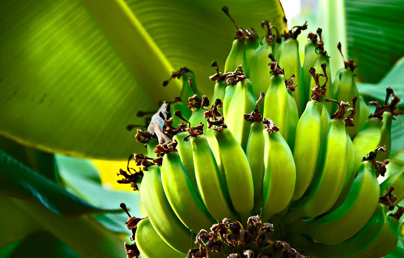 Photo wallpaper leaves, tree, green, bananas, green, bananas
