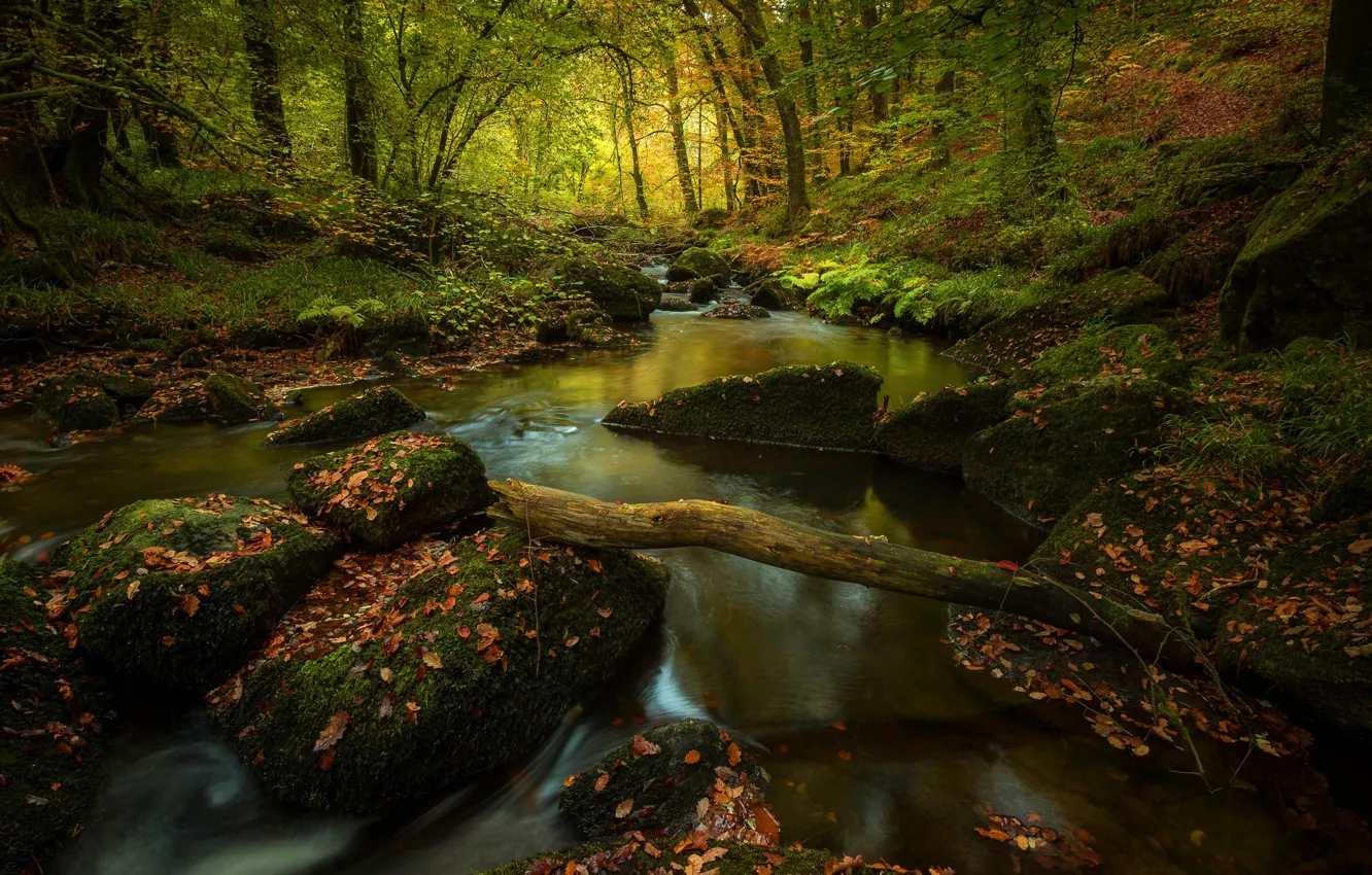 Photo wallpaper autumn, forest, leaves, light, trees, branches, nature, stream