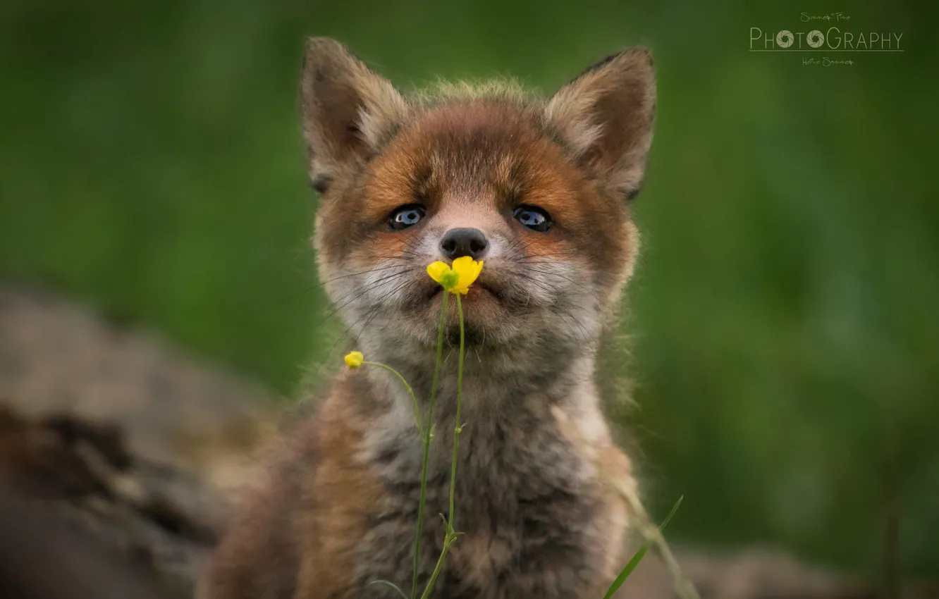 Photo wallpaper buttercups, blurred background, Fox