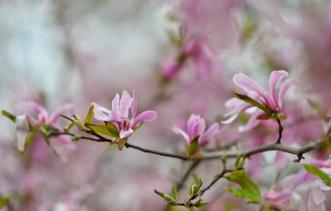 Photo wallpaper branches, pink, Magnolia