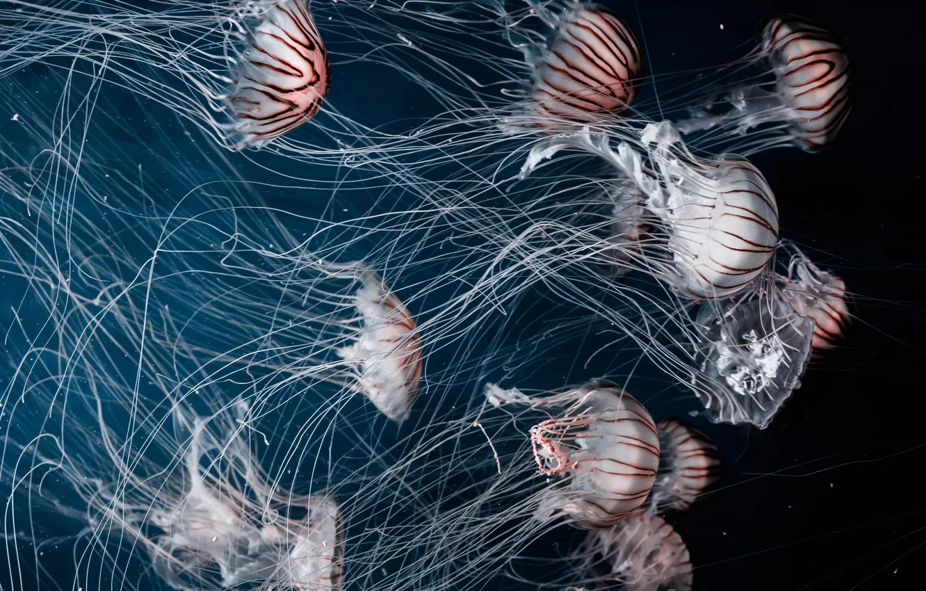 Photo wallpaper the ocean, pack, jellyfish, tentacles