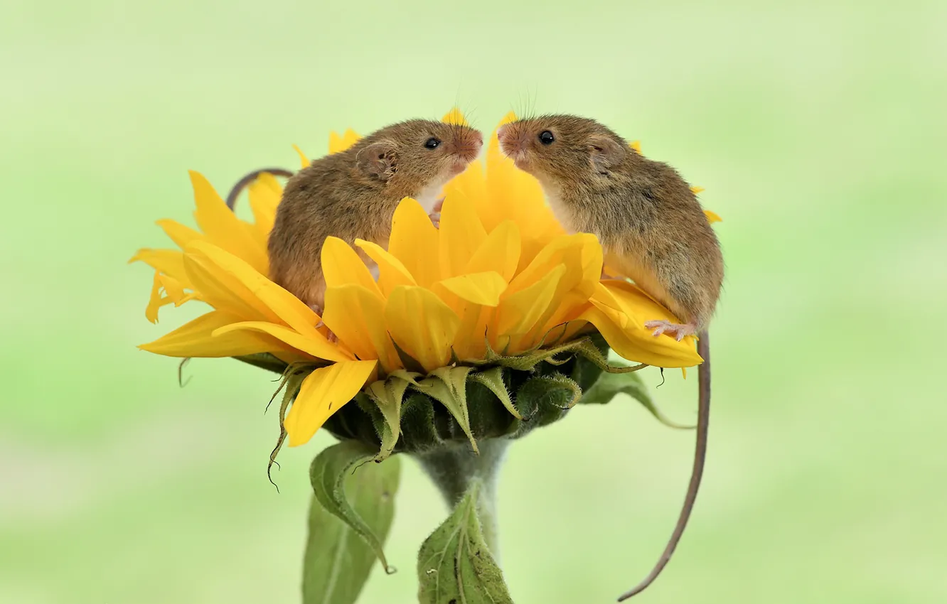 Photo wallpaper nature, sunflower, mouse, the mouse is tiny