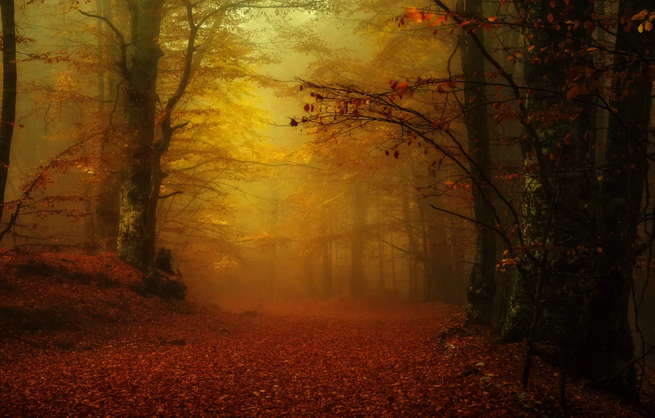 Photo wallpaper autumn, forest, fog, Park, alley, falling leaves, Golden autumn