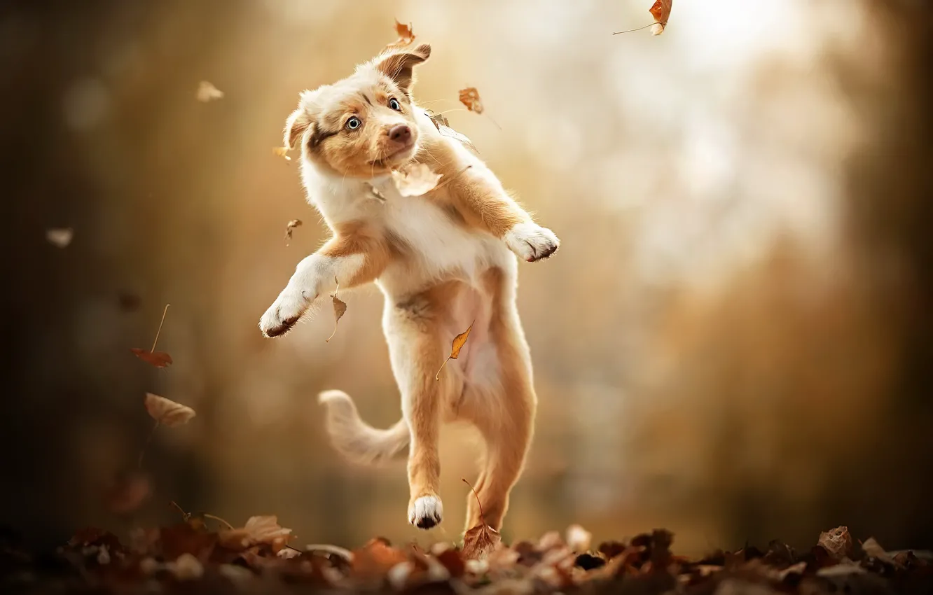 Photo wallpaper autumn, nature, dog