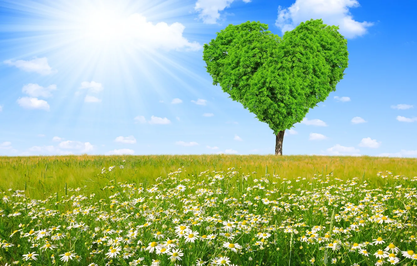 Photo wallpaper field, tree, heart, chamomile, spring, meadow, love, sunshine