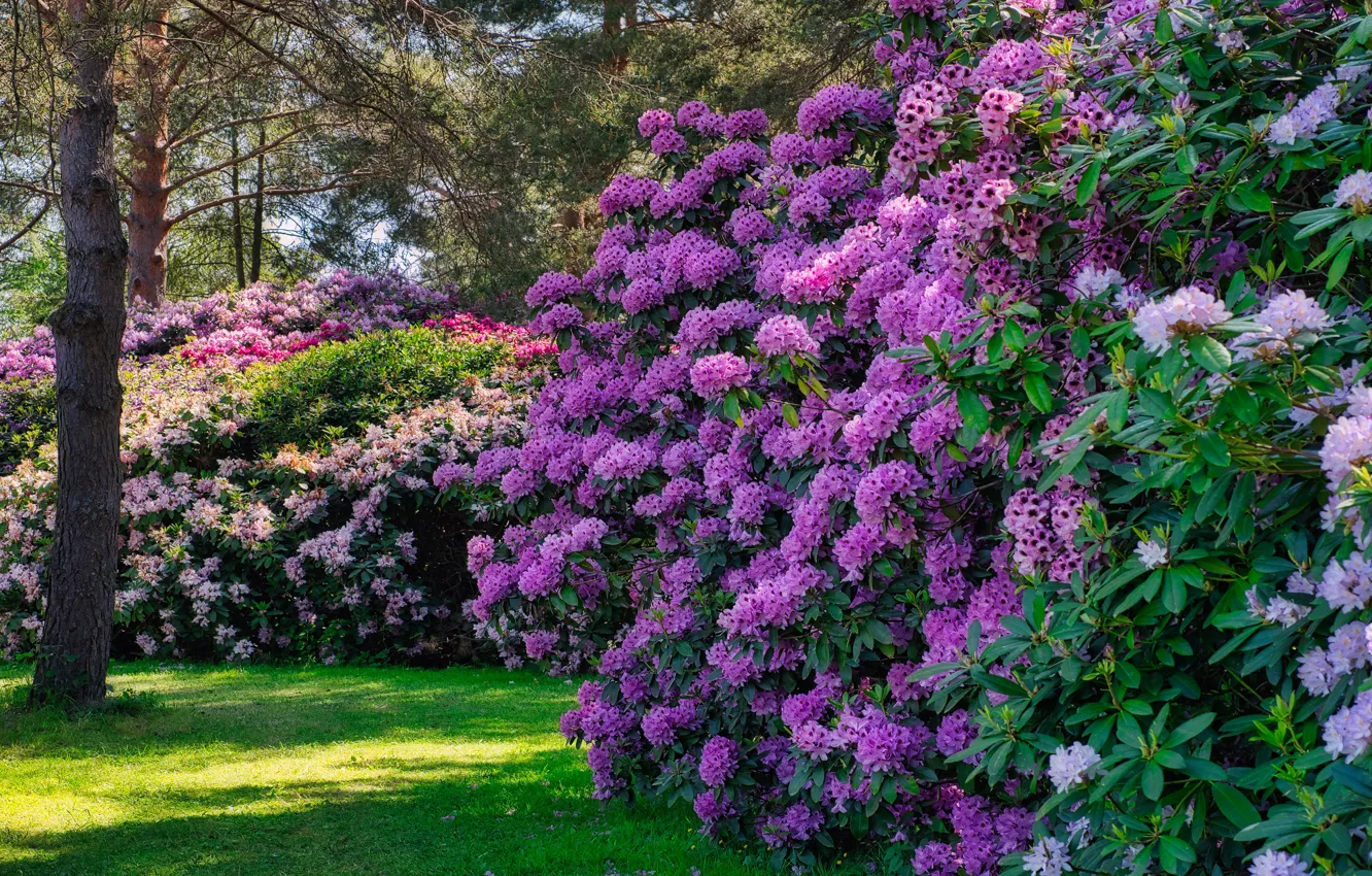 Photo wallpaper summer, trees, flowers, Park, lawn, garden, pink, the bushes