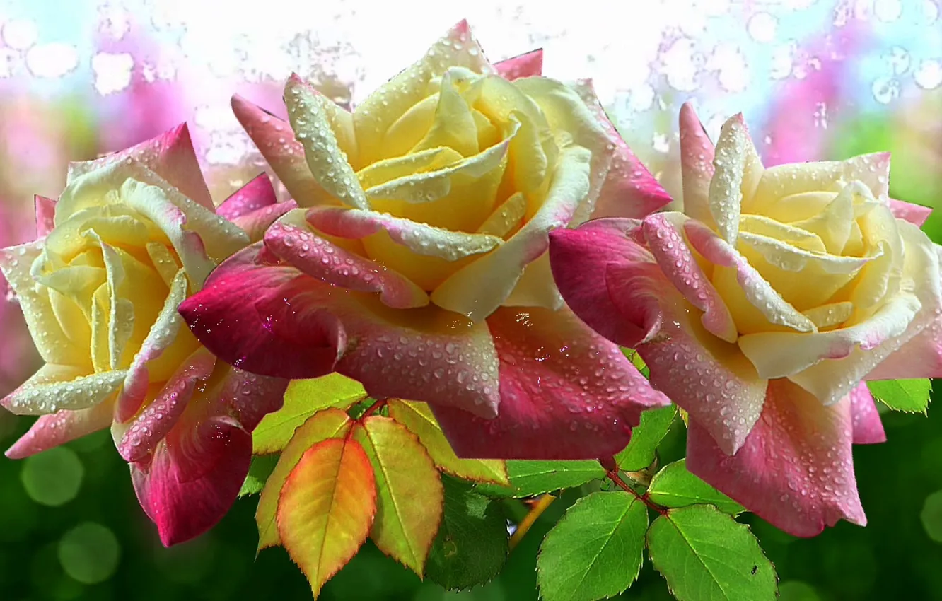 Photo wallpaper glare, roses, Flowers, beautiful, pink, super