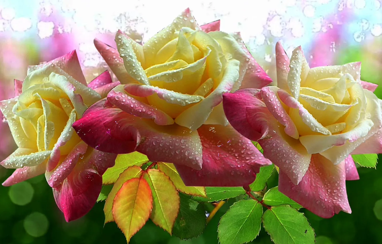 Photo wallpaper flowers, glare, roses, beautiful, pink, super