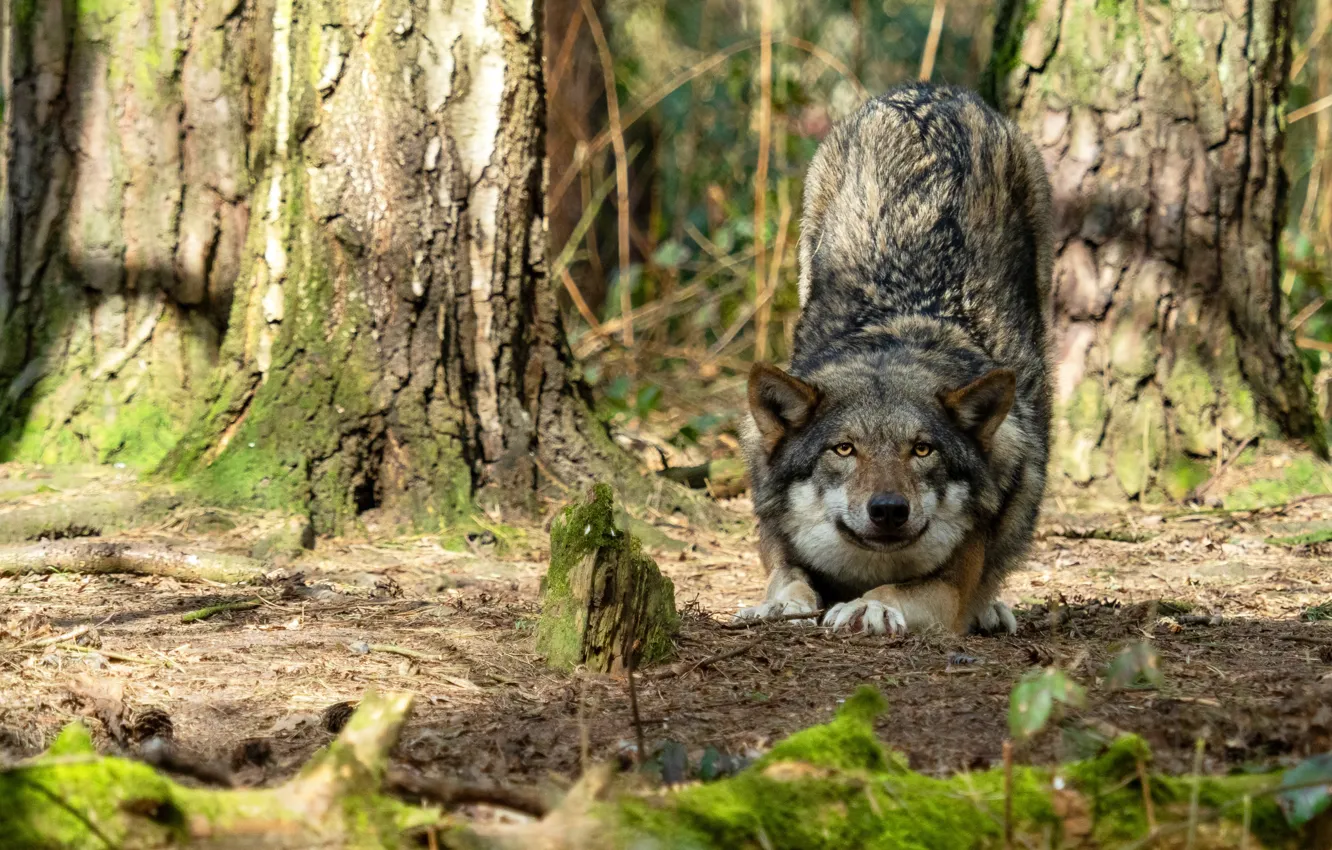 Photo wallpaper forest, look, face, light, trees, branches, nature, pose