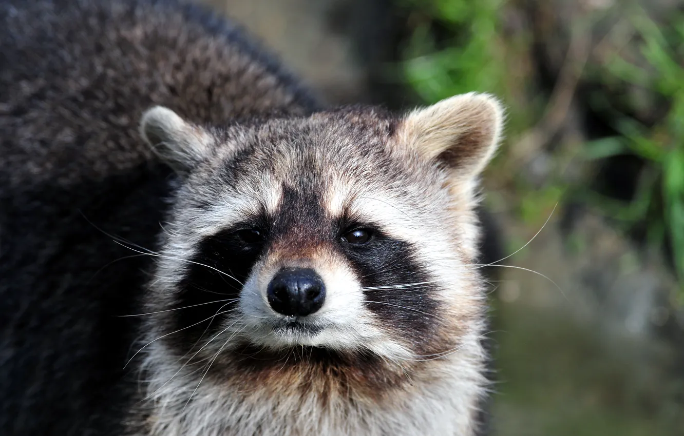 Photo wallpaper look, face, raccoon