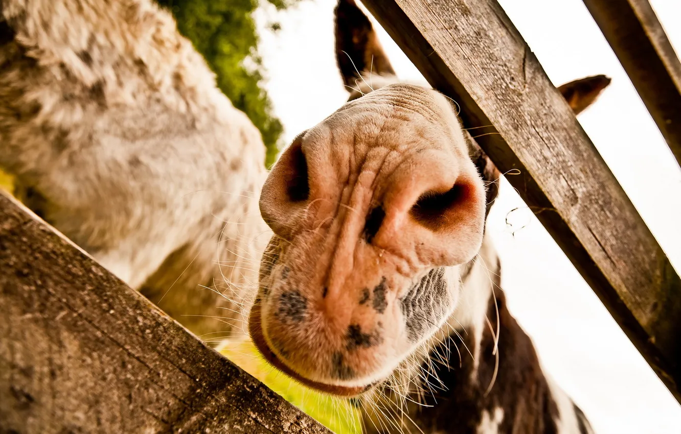Photo wallpaper face, macro, horse