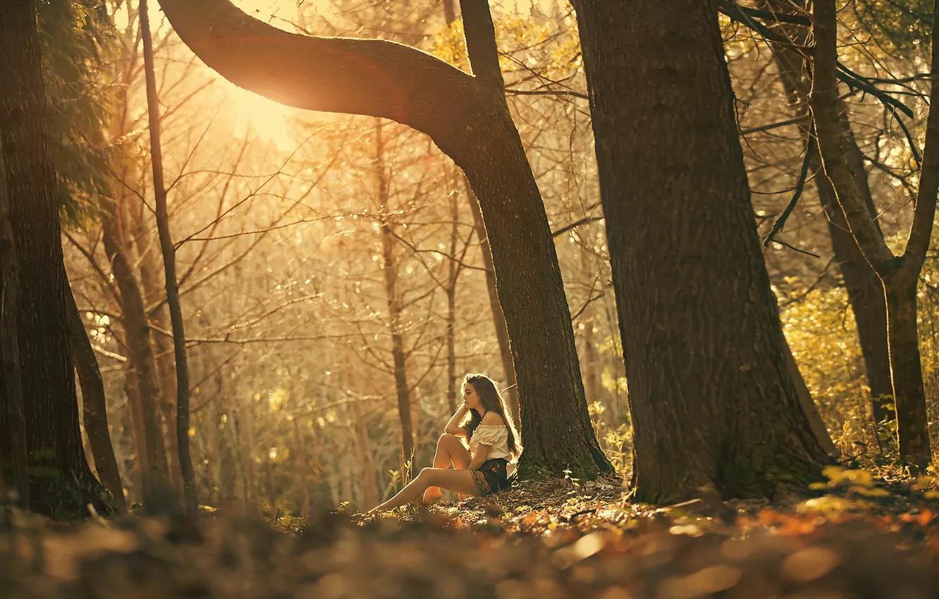 Photo wallpaper forest, girl, light