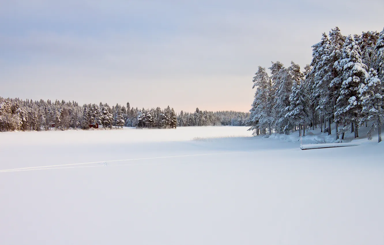 Photo wallpaper winter, snow, trees, nature, Sweden, Norrbotten