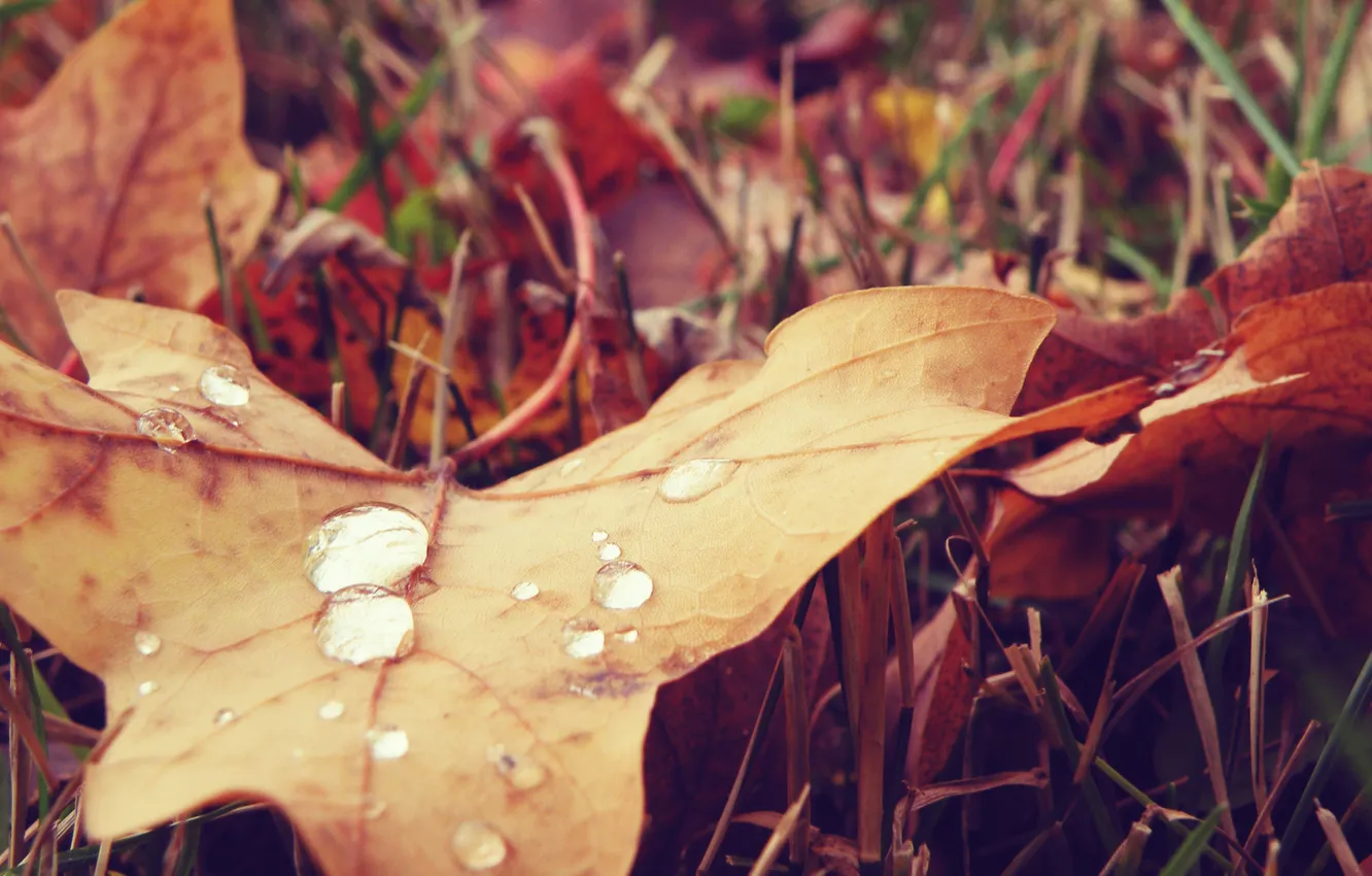 Photo wallpaper autumn, grass, drops