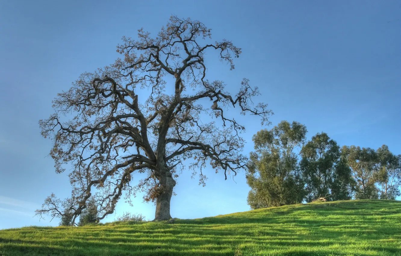 Photo wallpaper the sky, grass, nature, oak, dello