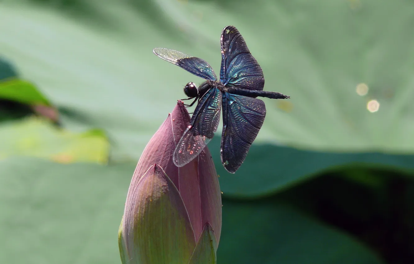 Photo wallpaper flowers, nature, wings, dragonfly, insect