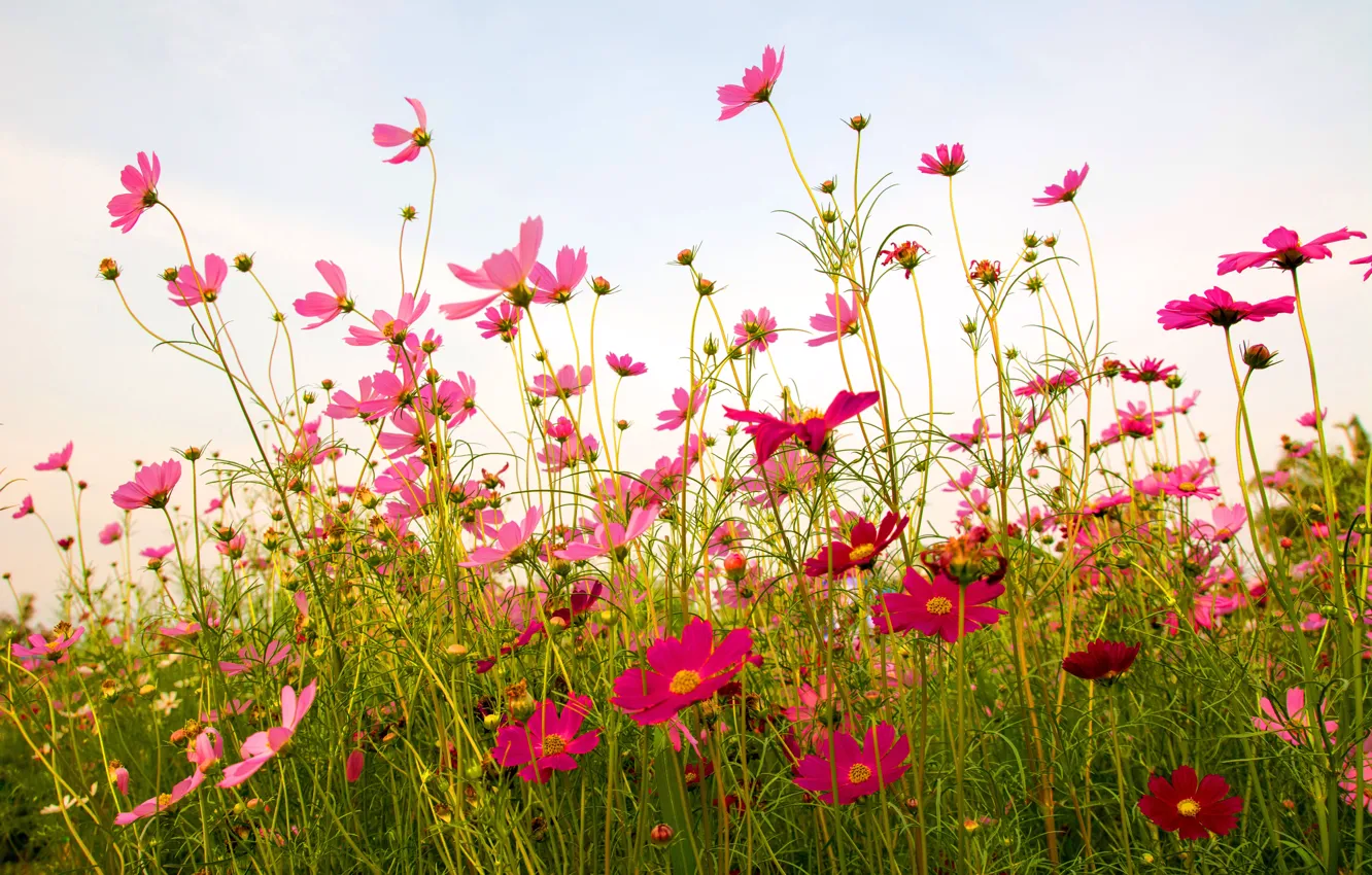 Photo wallpaper field, summer, flowers, summer, pink, field, pink, flowers