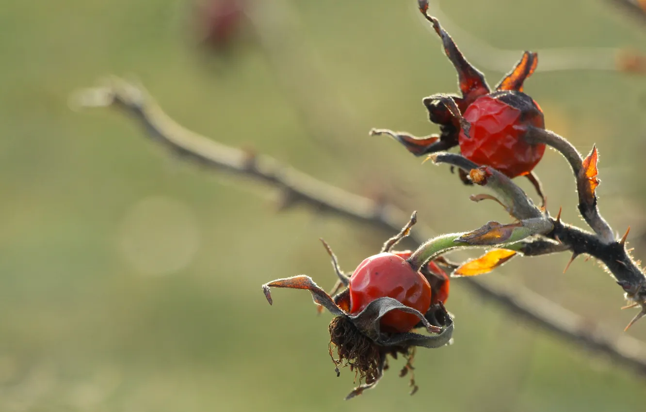 Photo wallpaper red, fruit, twig