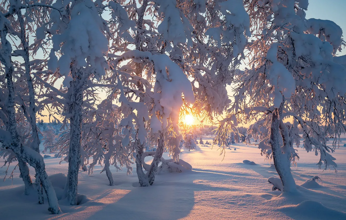 Photo wallpaper winter, the sun, snow, trees, Finland, Finland, Lapland, Lapland