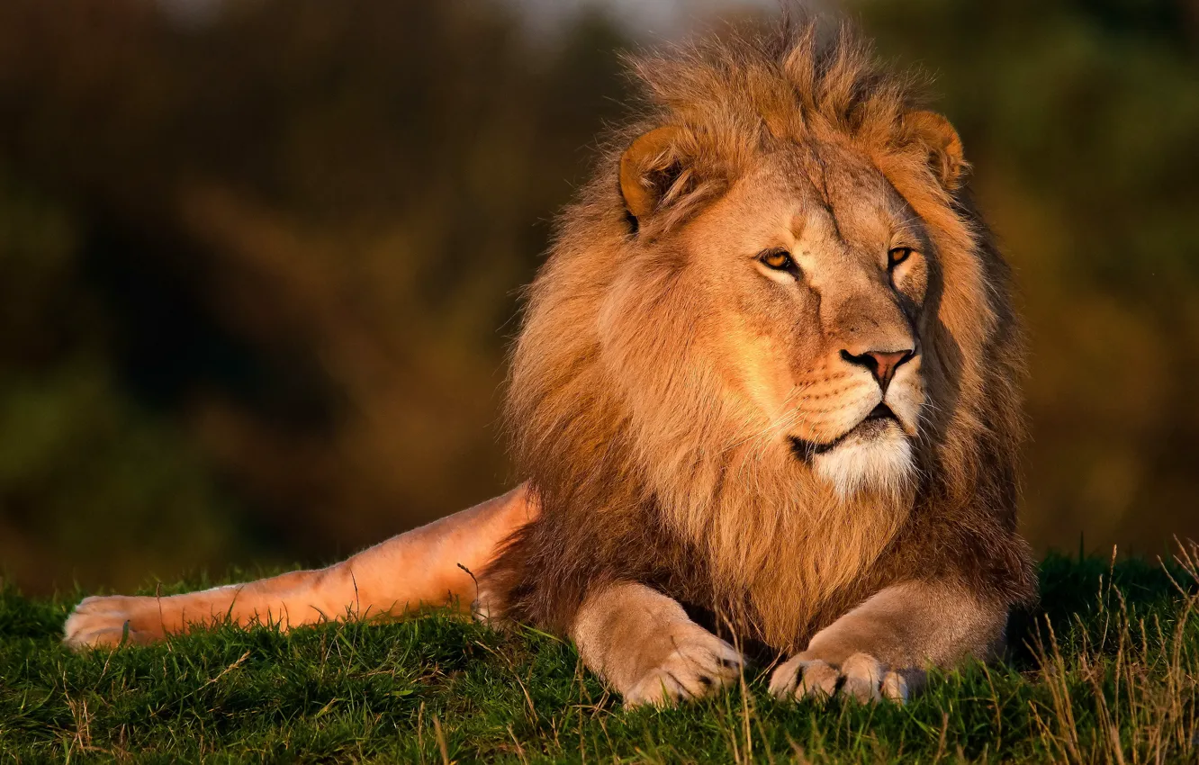 Photo wallpaper look, face, Leo, mane, lies