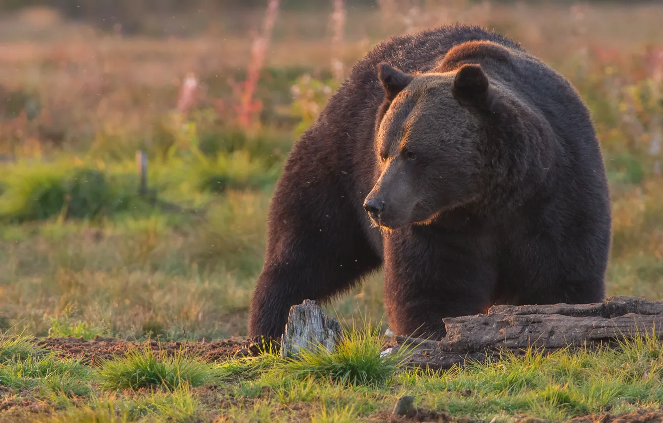 Photo wallpaper bear, beast, the Bruins