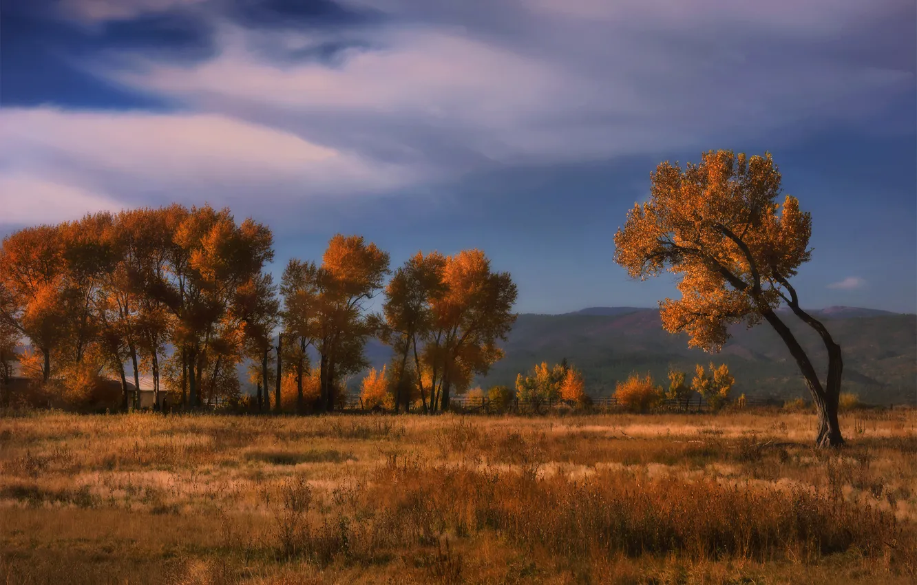 Photo wallpaper field, autumn, forest, the sky, grass, clouds, light, trees