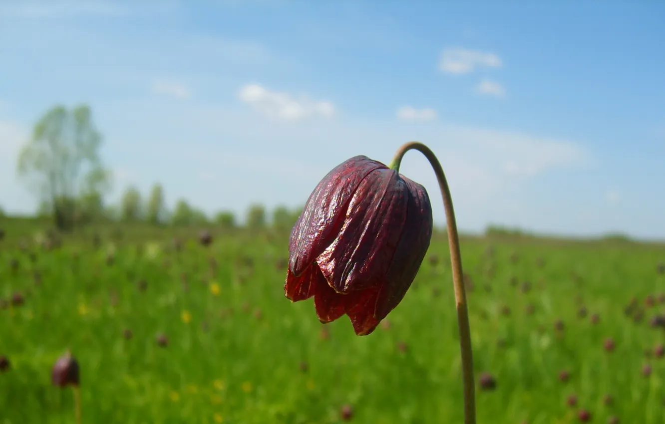 Photo wallpaper field, grass, nature, bells, bokeh