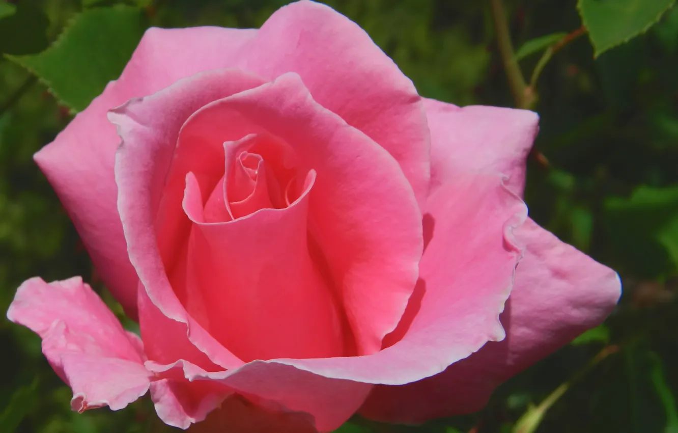 Photo wallpaper macro, roses, petals