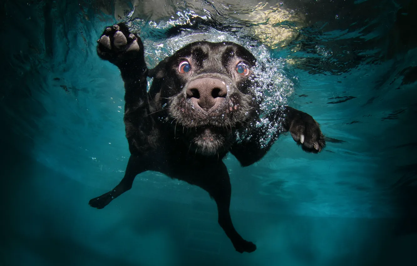 Photo wallpaper face, water, dog, paws, black, in the water, floats