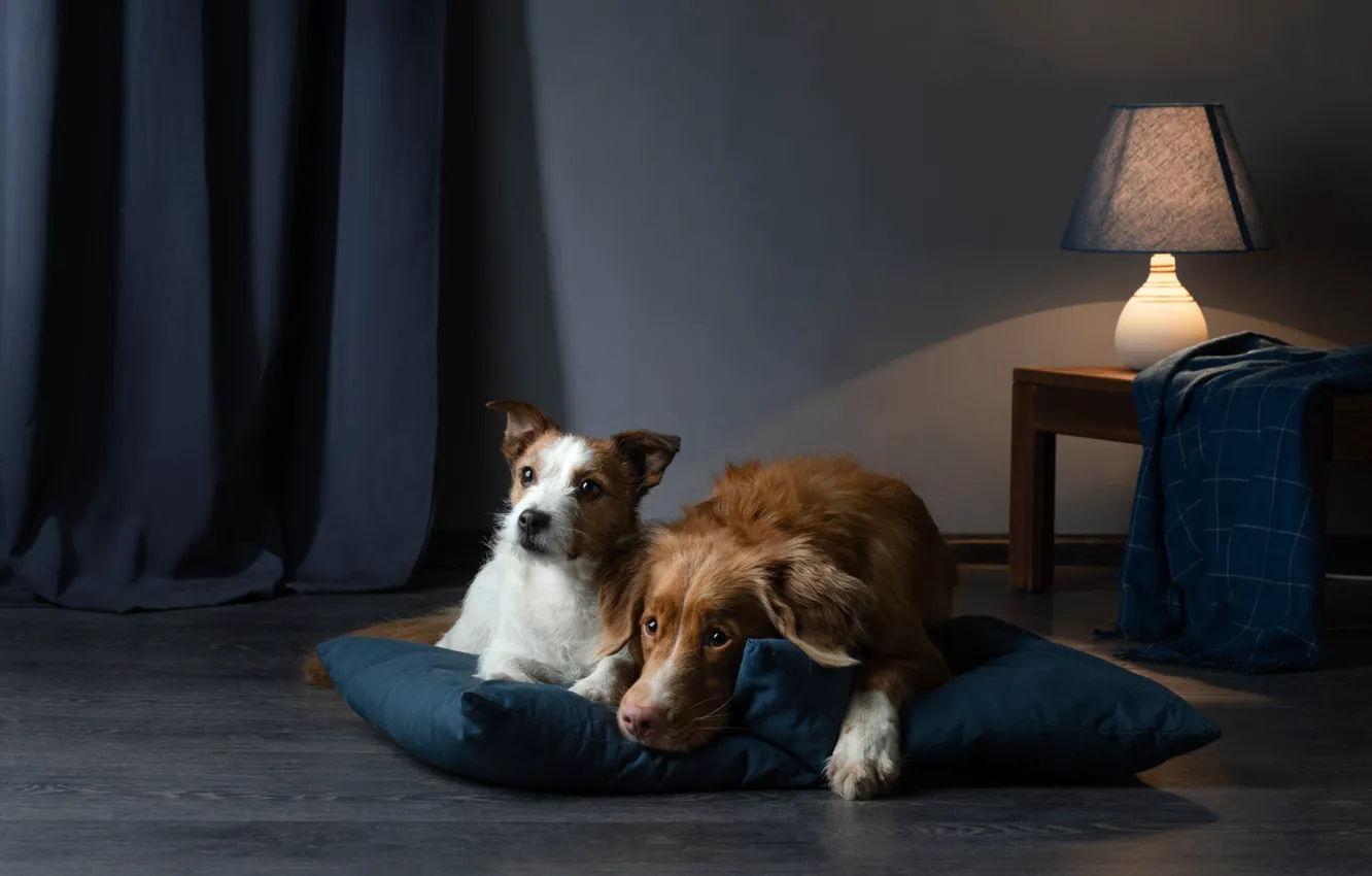 Photo wallpaper look, light, pose, comfort, each, room, together, lamp