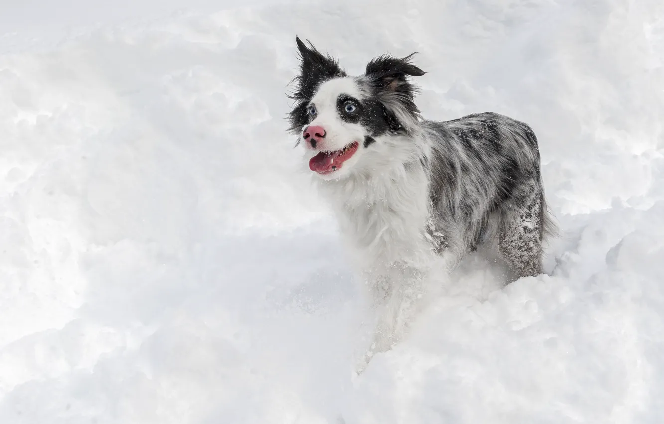 Photo wallpaper winter, look, snow, each, dog