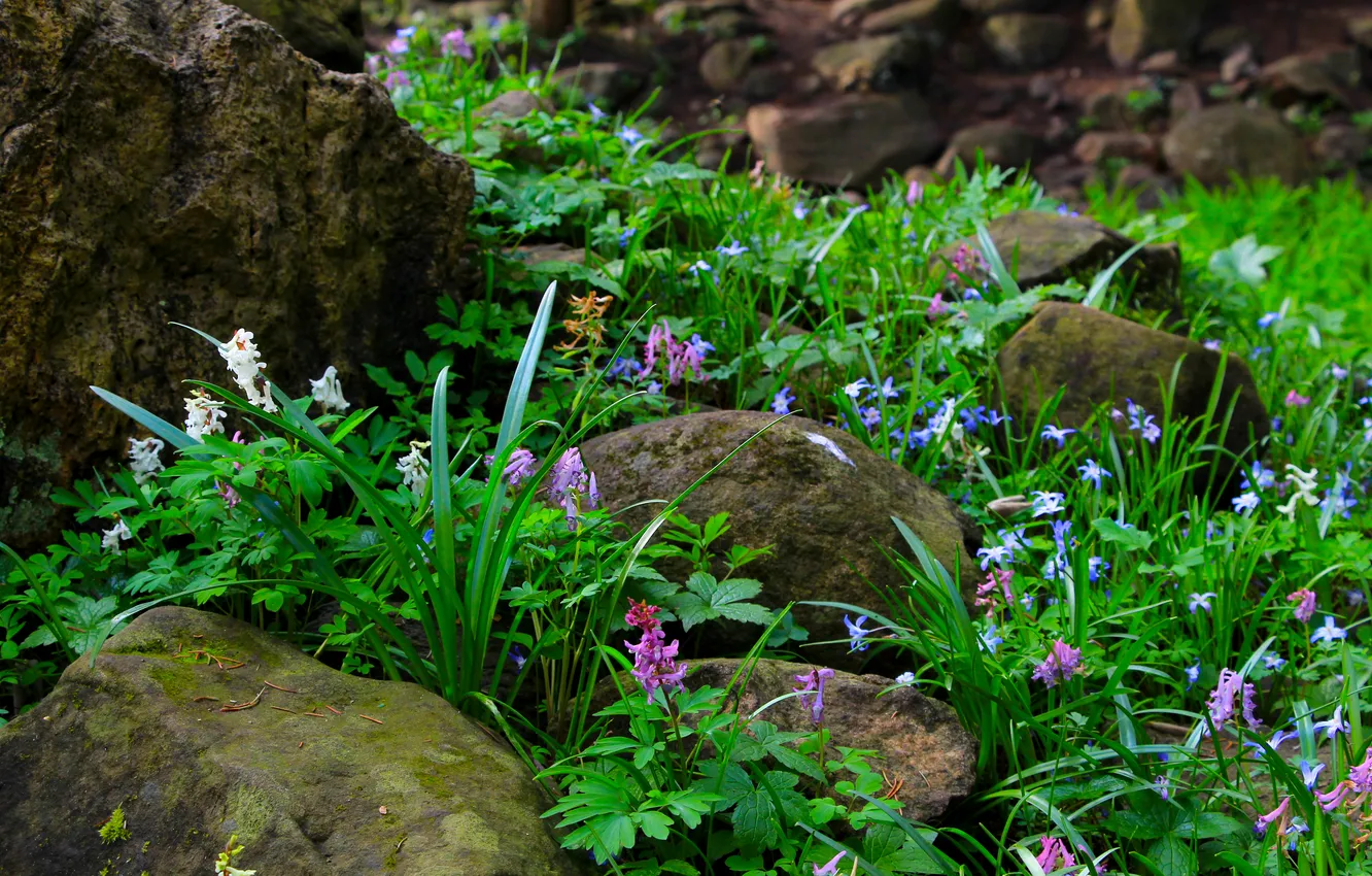 Photo wallpaper flower, stones, plant