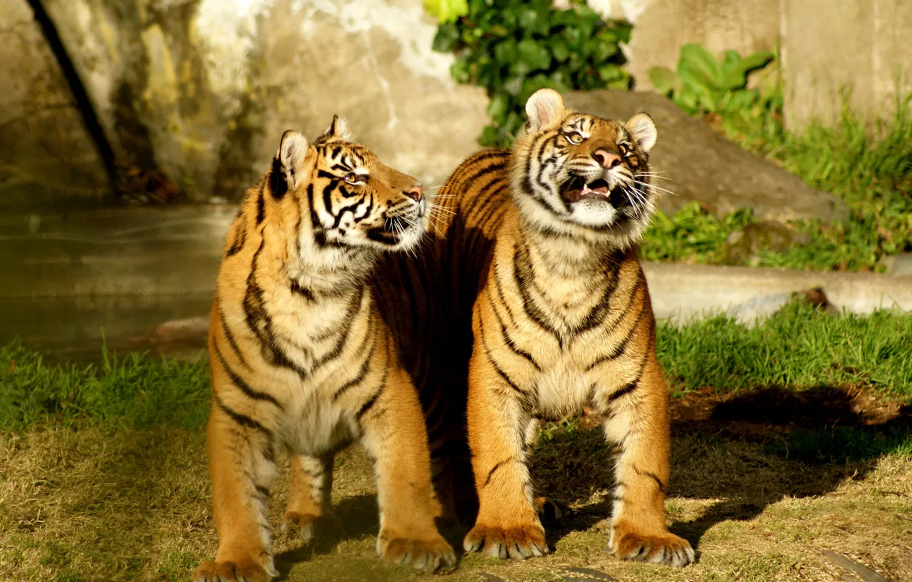 Photo wallpaper nature, tigers, Duo