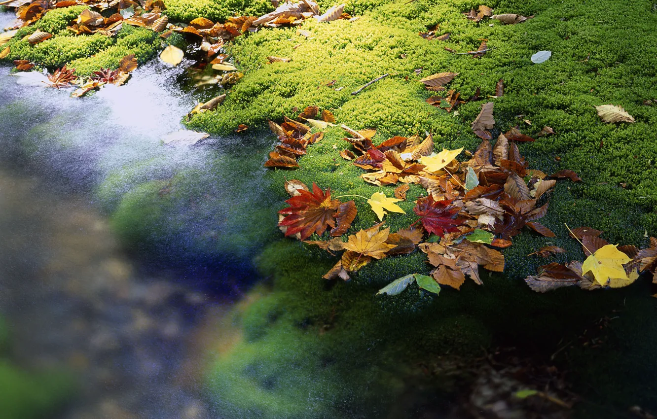 Photo wallpaper leaves, stream, Japan
