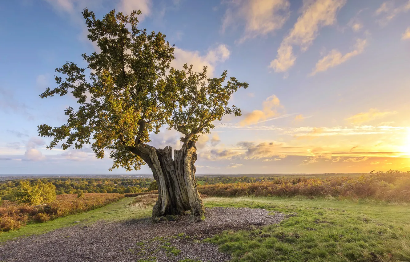 Photo wallpaper trees, sunset, nature