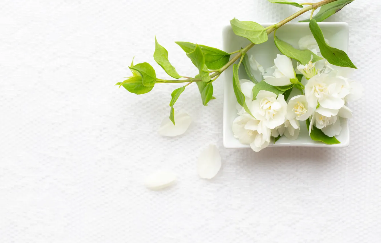 Photo wallpaper flowers, sprig, leaf, Jasmine